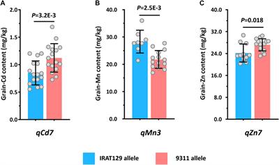 Identification of subspecies-divergent genetic loci responsible for mineral accumulation in rice grains